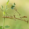 Praying Mantid