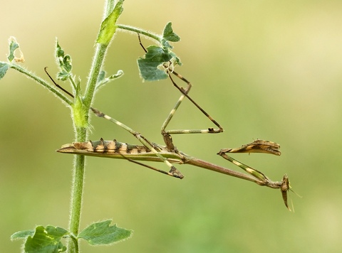 Praying Mantid