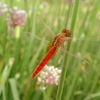 Red Darter Dragonfly