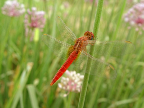 Red Darter Dragonfly