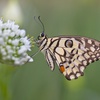 Citru Swallowtail Butterfly