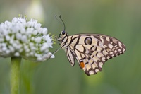 Citru Swallowtail Butterfly