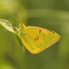 Clouded Yellow Butterfly