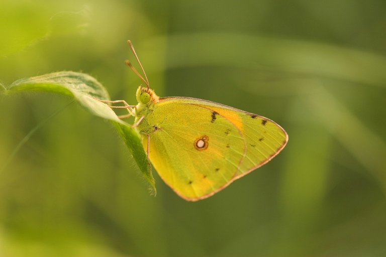 Clouded Yellow Butterfly