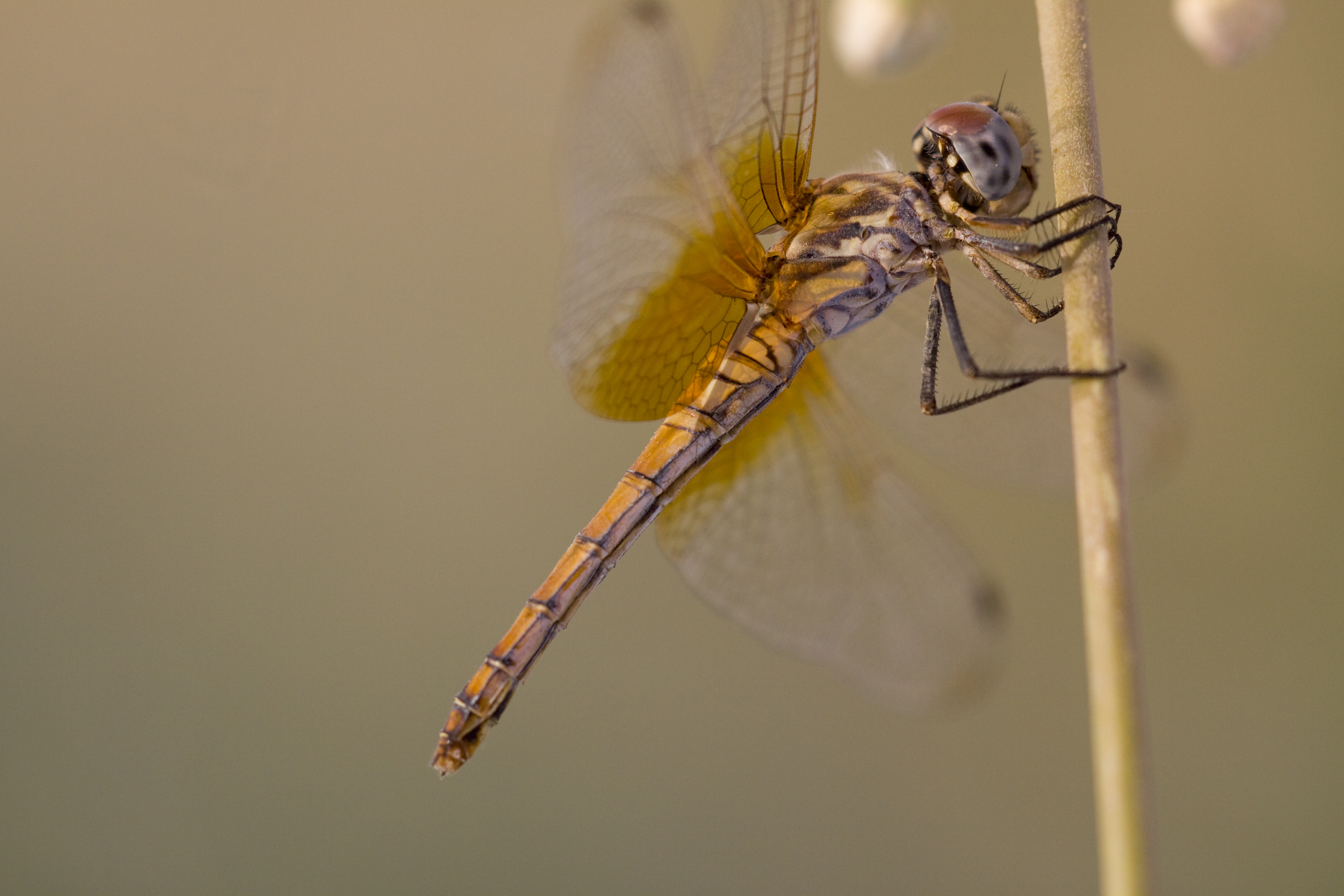 Dragonfly (unknown species)