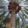 Palm tree