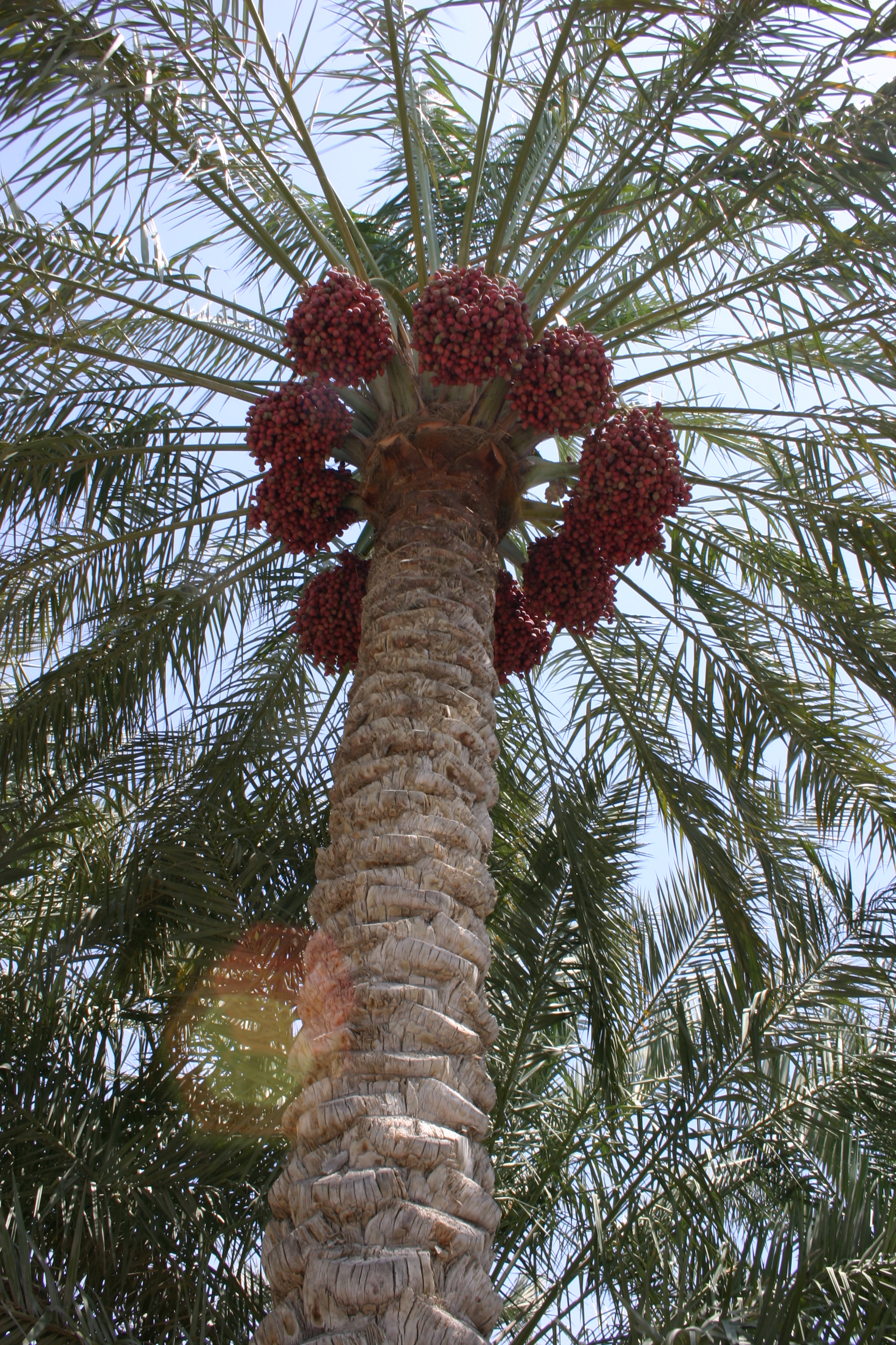 Palm tree